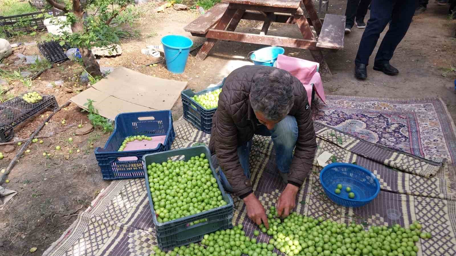 Mut’ta örtü altı erik hasadı başladı
