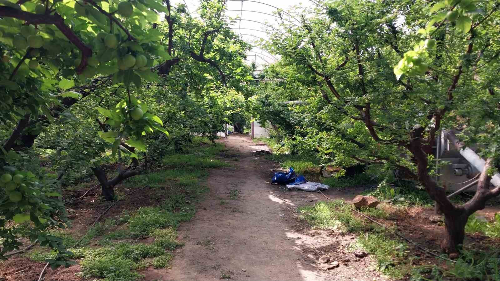 Mut’ta örtü altı erik hasadı başladı
