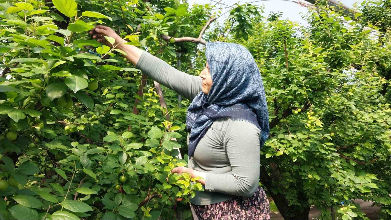 Mut’ta örtü altı erik hasadı başladı
