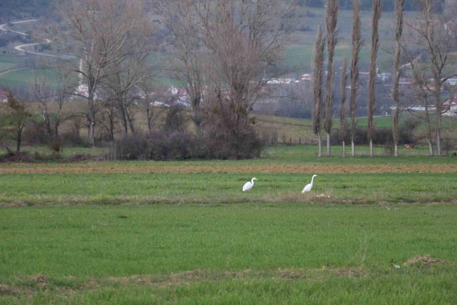Nadir rastlanan beyaz balıkçıl kuşlar Bolu’da görüntülendi
