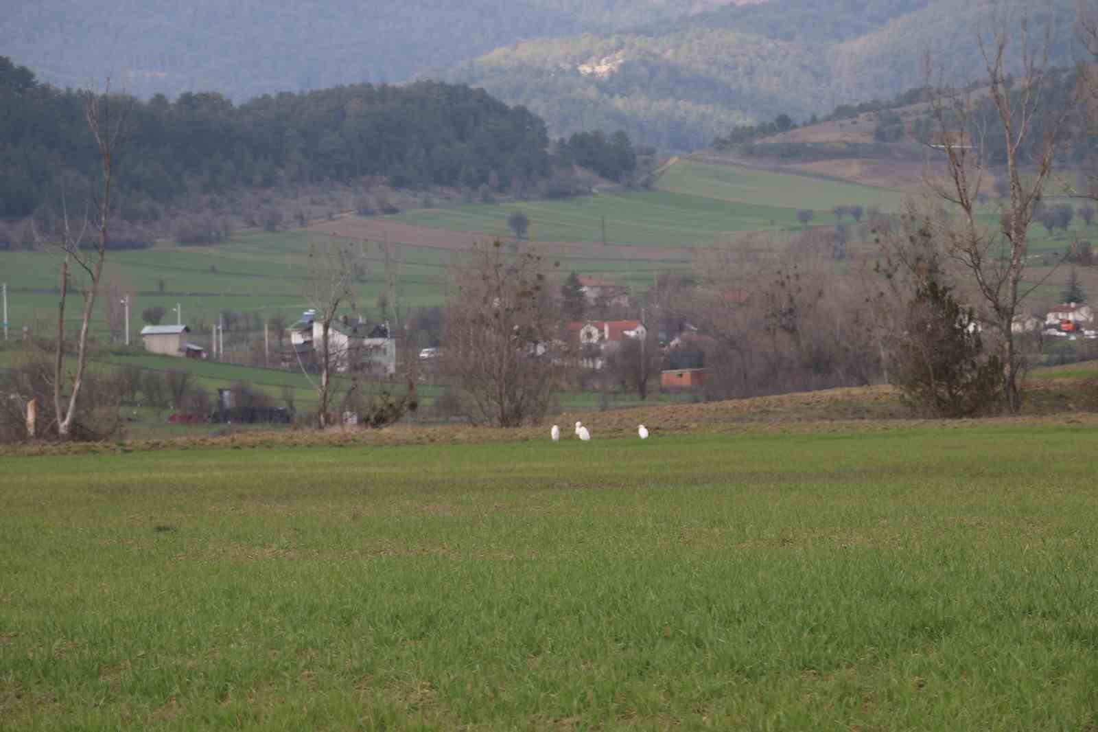 Nadir rastlanan beyaz balıkçıl kuşlar Bolu’da görüntülendi
