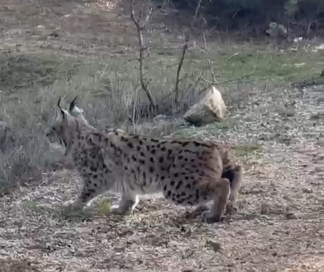 Nallıhan’da nesli tükenmekte olan vaşak görüldü
