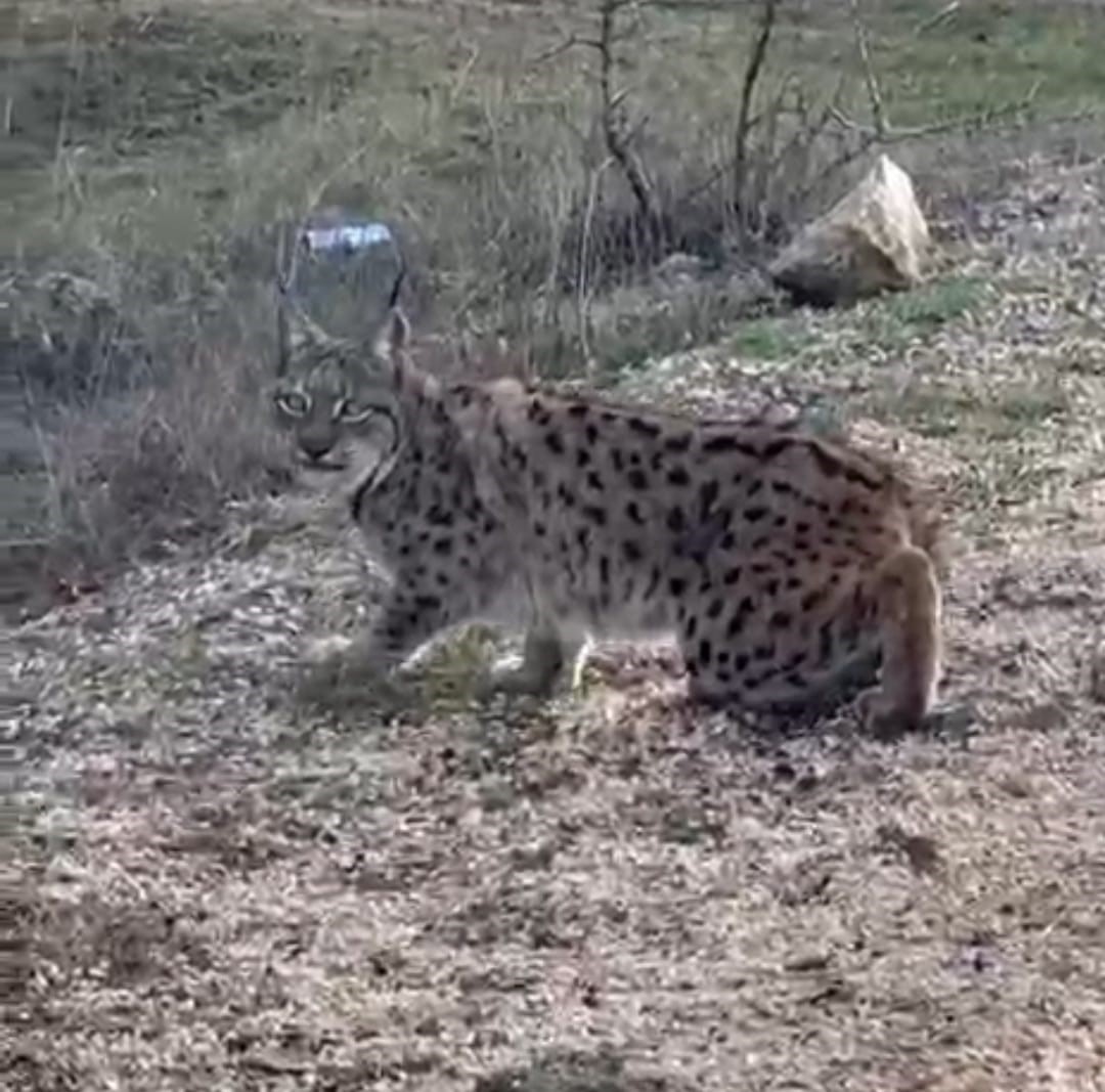 Nallıhan’da nesli tükenmekte olan vaşak görüldü

