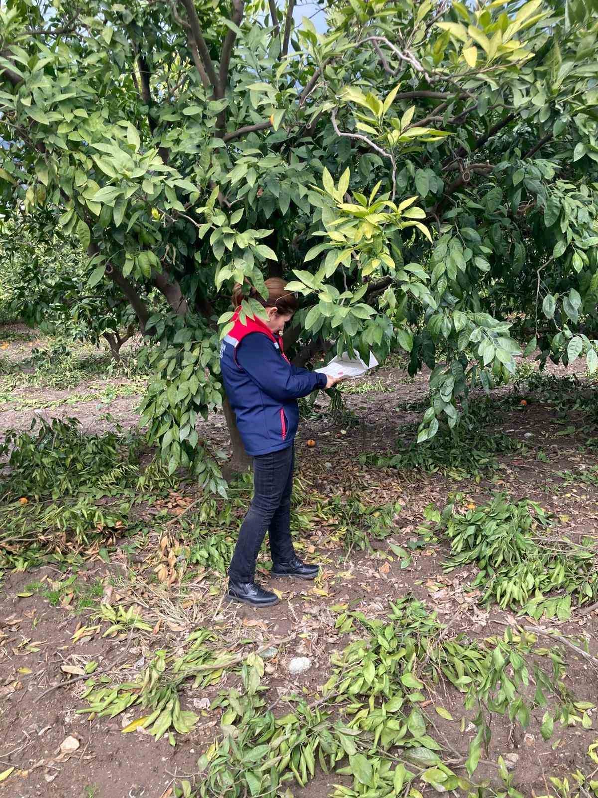 Narenciye bahçeleri kontrol edildi
