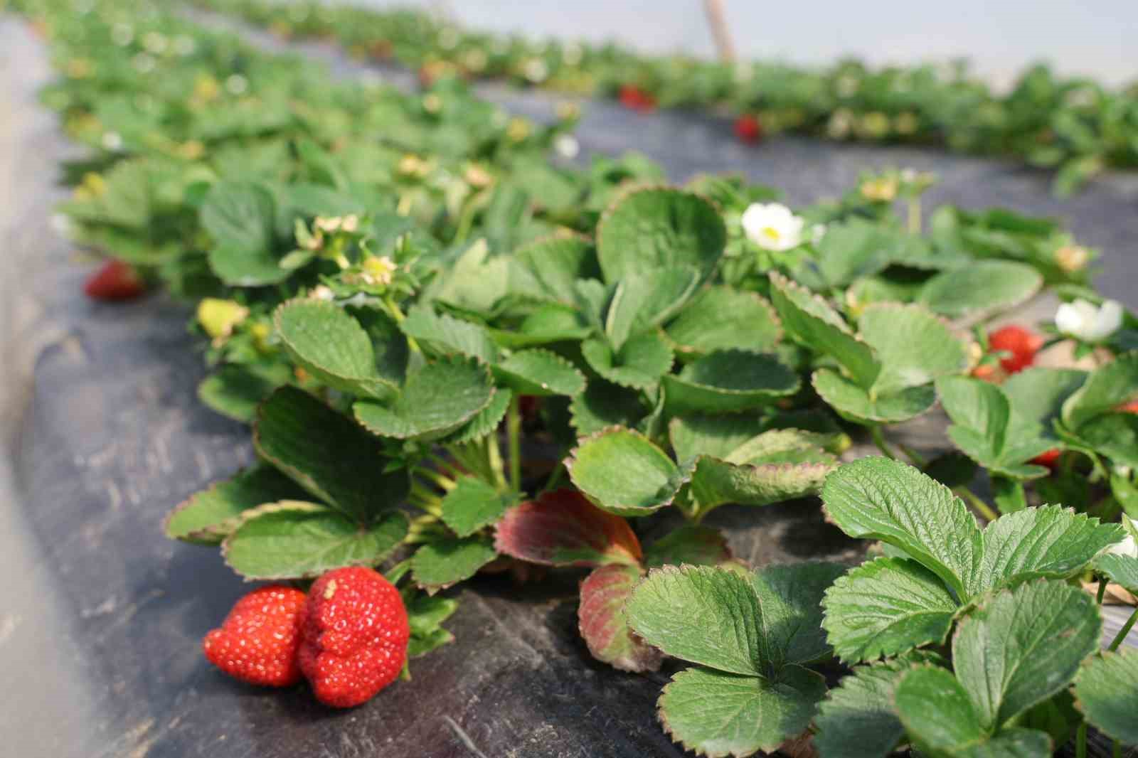 Narenciyeden umduğunu bulamayan üretici çileğe yöneldi
