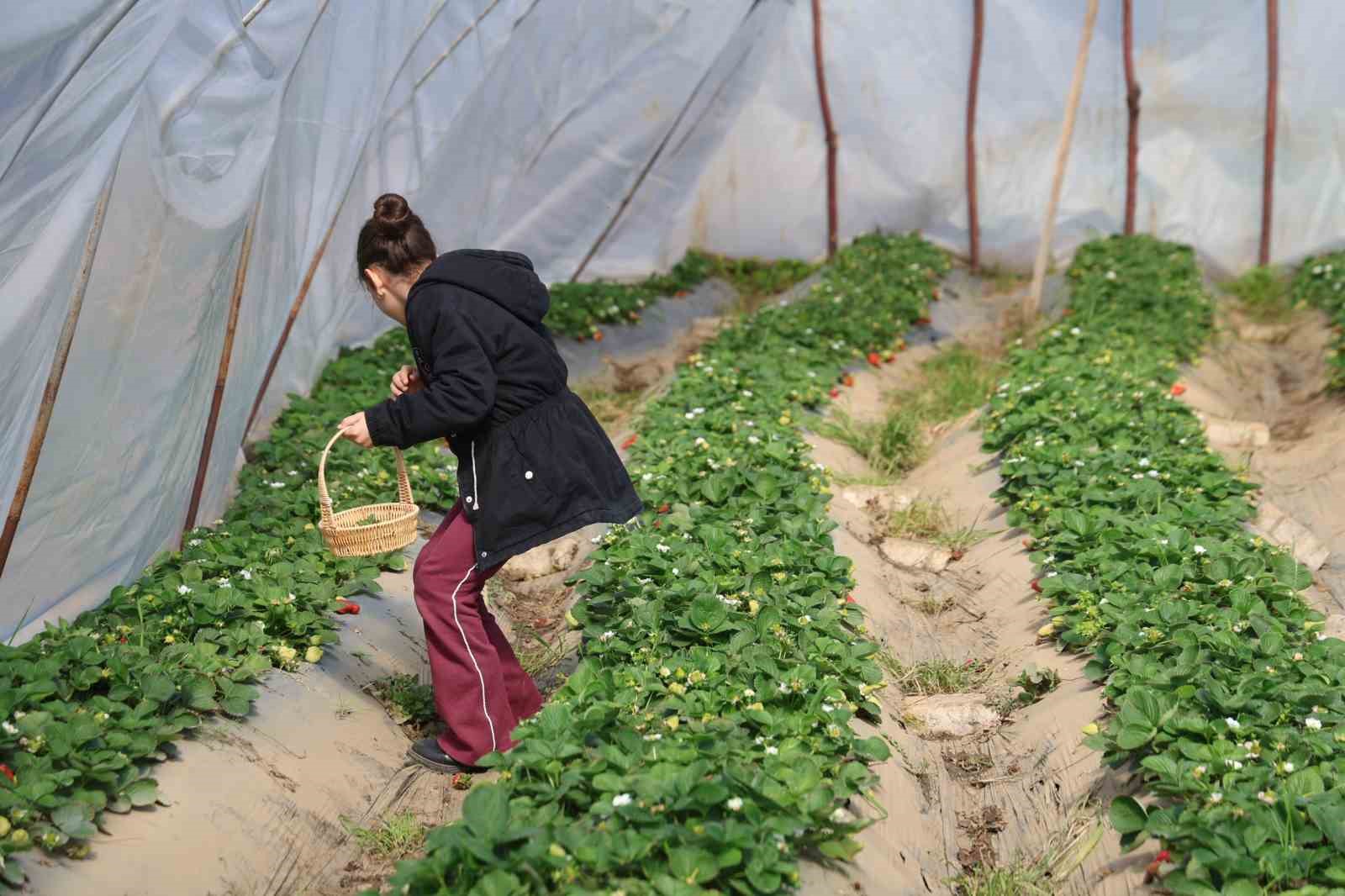Narenciyeden umduğunu bulamayan üretici çileğe yöneldi
