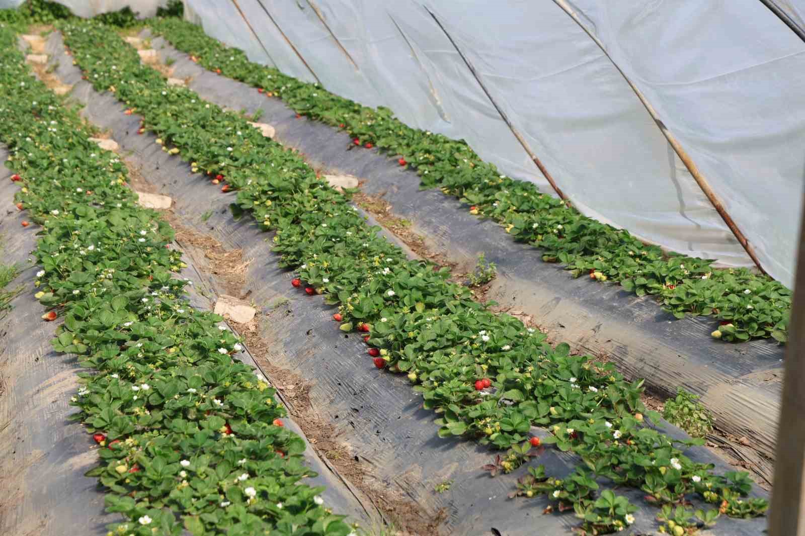 Narenciyeden umduğunu bulamayan üretici çileğe yöneldi
