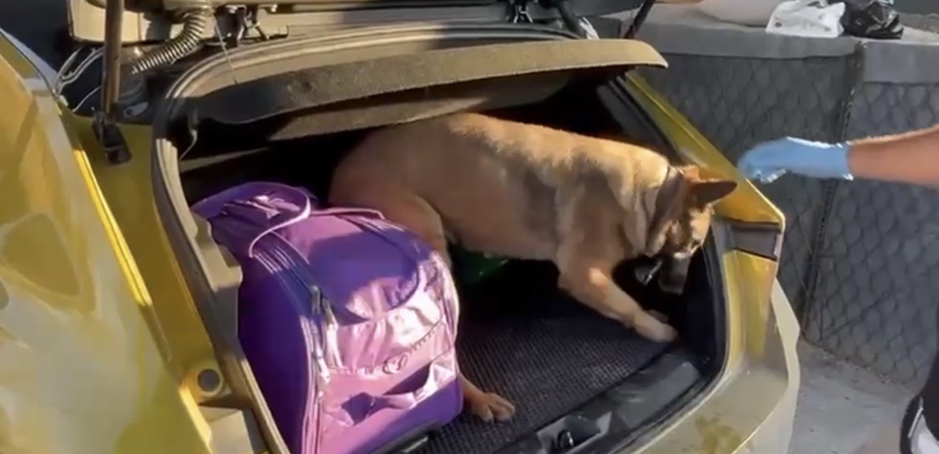 Narkotik dedektör köpeği Pera, araca saklanmış uyuşturucuyu buldu
