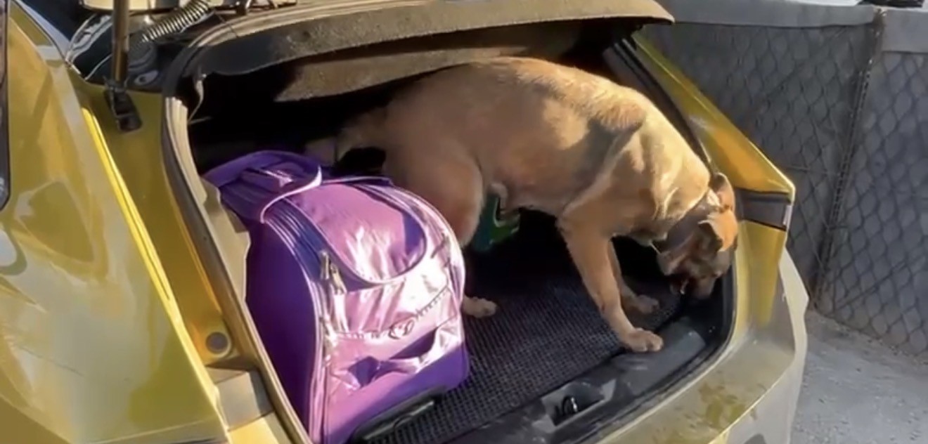 Narkotik dedektör köpeği Pera, araca saklanmış uyuşturucuyu buldu
