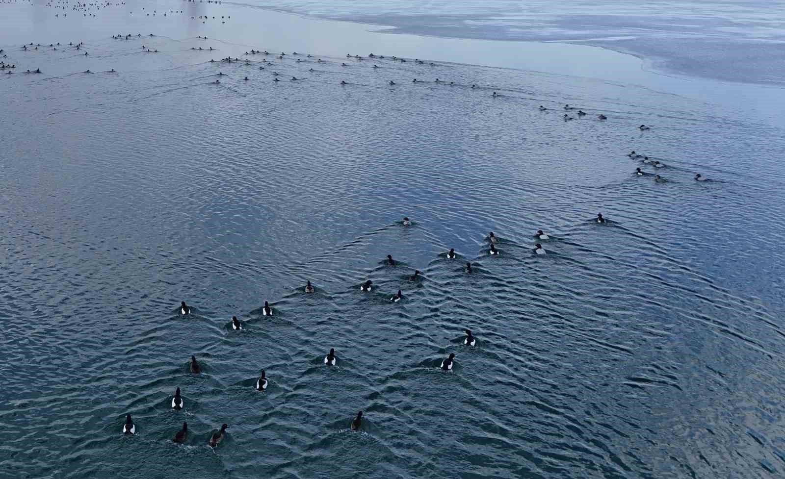 Nazik Gölü’nde buzlar çözüldü, ördeklerin dansı hayran bıraktı
