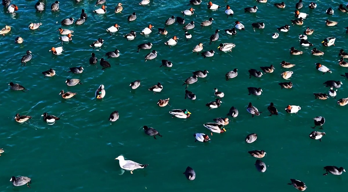 Nazik Gölü’nde ördekler görsel şölen oluşturdu
