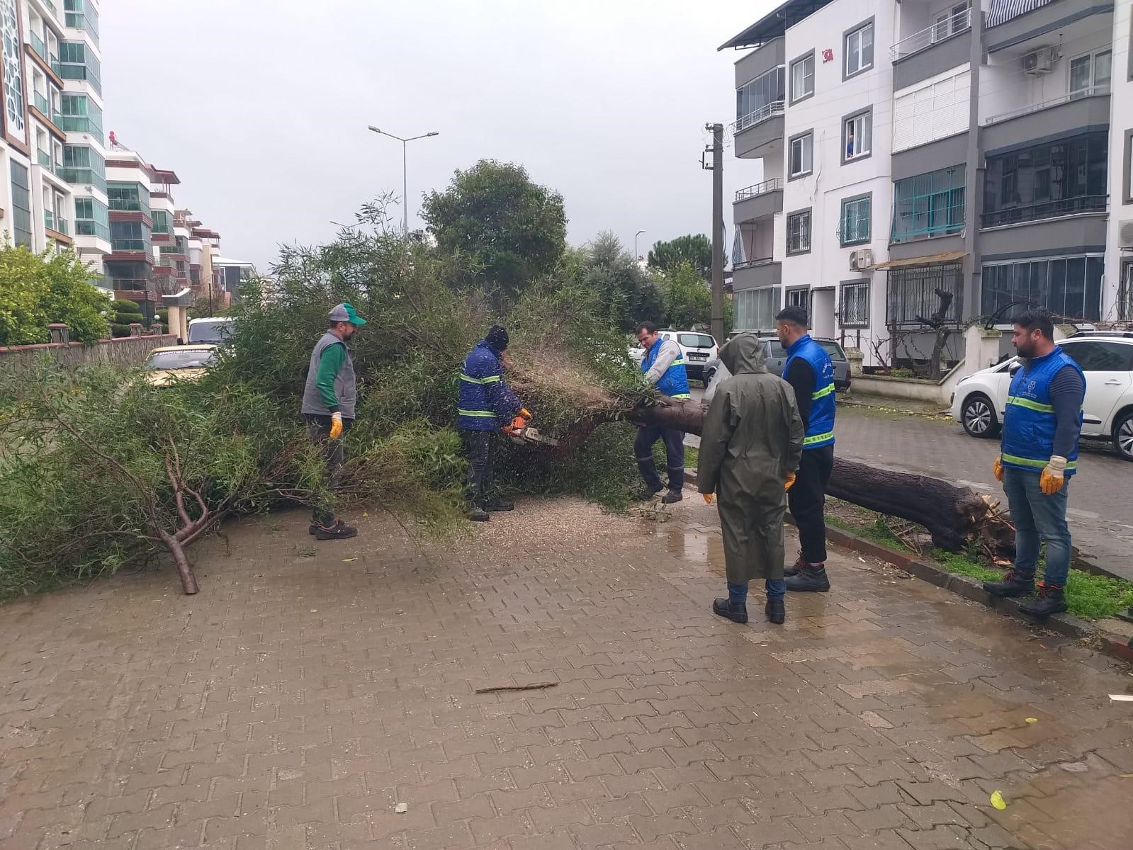 Nazilli Belediyesi’nden devrilen ağaçlara hızlı müdahale

