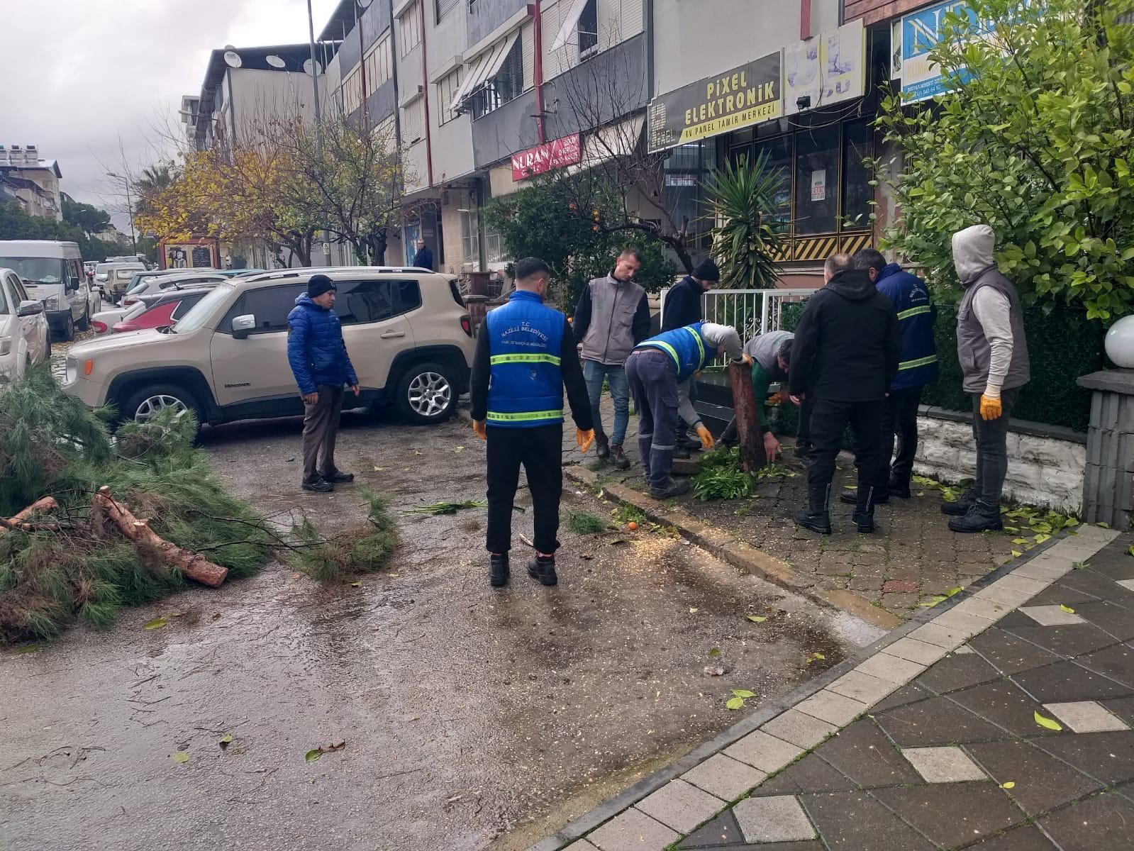 Nazilli Belediyesi’nden devrilen ağaçlara hızlı müdahale
