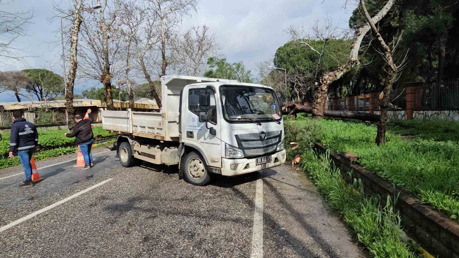 Nazilli’de fırtınayla devrilen dev çam ağacı karayolunu trafiğe kapadı
