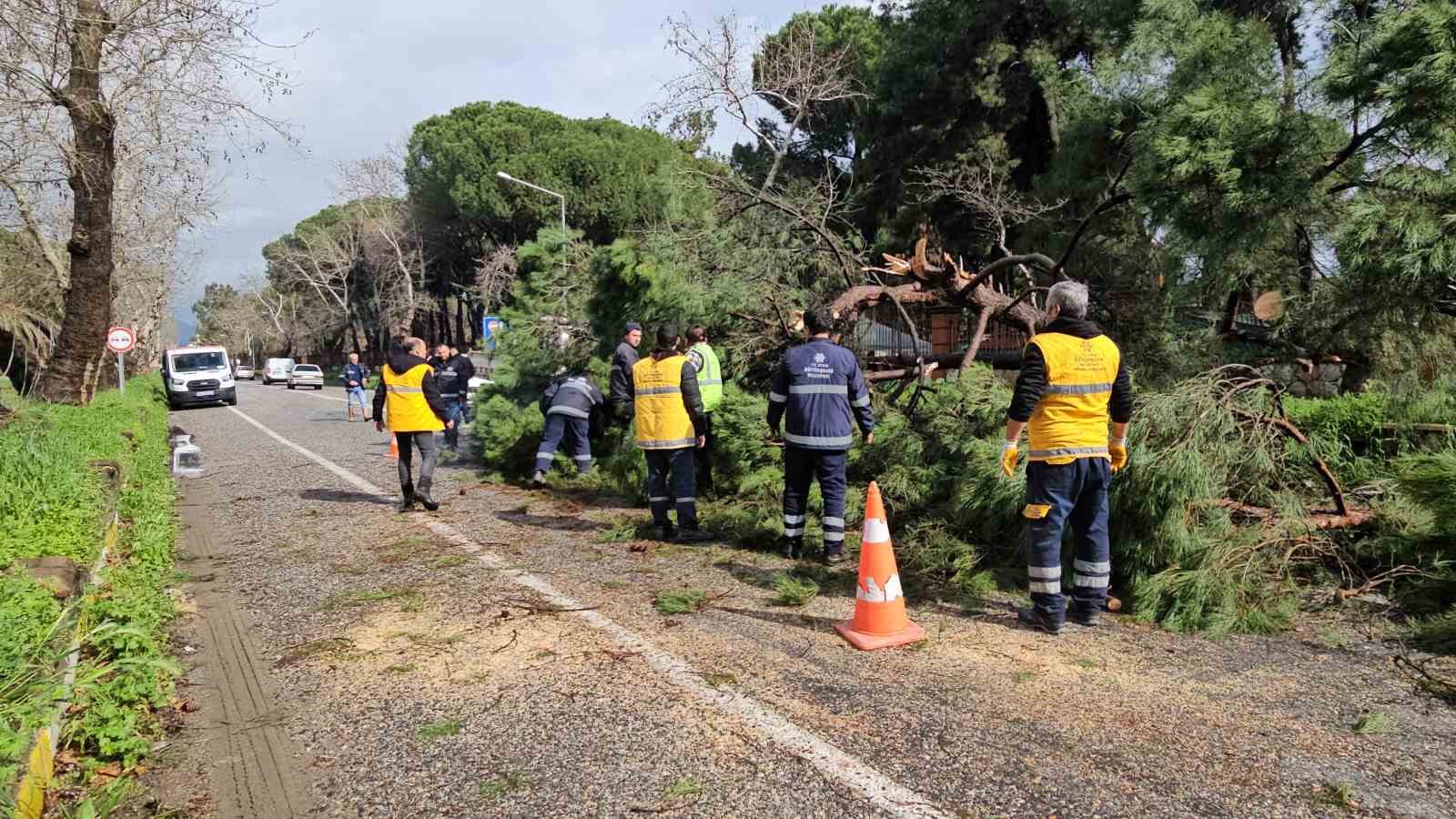 Nazilli’de fırtınayla devrilen dev çam ağacı karayolunu trafiğe kapadı
