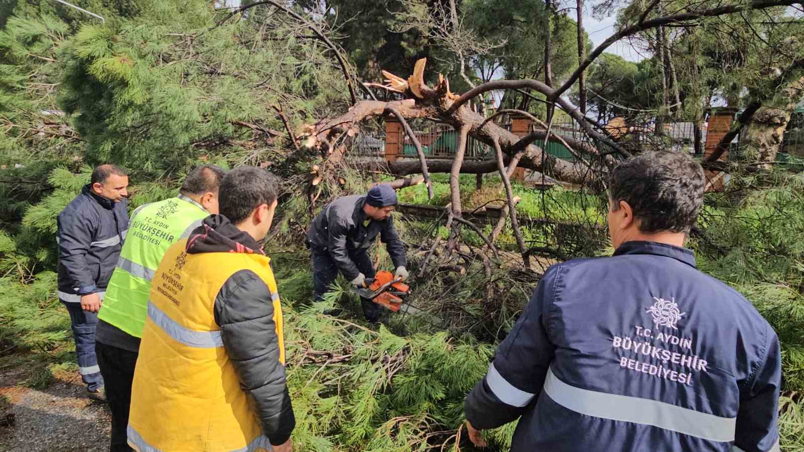 Nazilli’de fırtınayla devrilen dev çam ağacı karayolunu trafiğe kapadı
