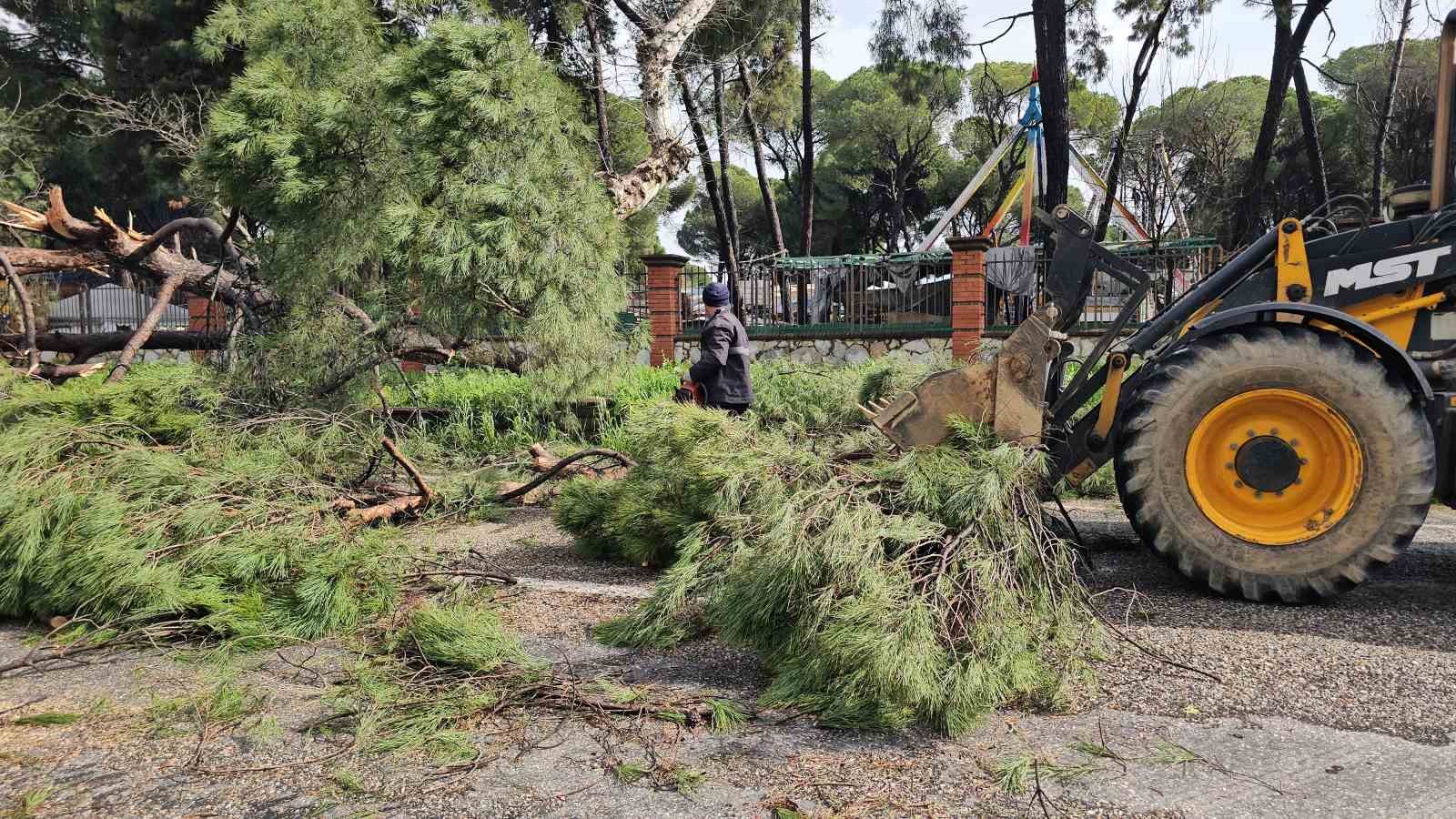 Nazilli’de fırtınayla devrilen dev çam ağacı karayolunu trafiğe kapadı
