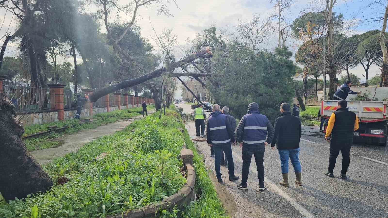 Nazilli’de fırtınayla devrilen dev çam ağacı karayolunu trafiğe kapadı
