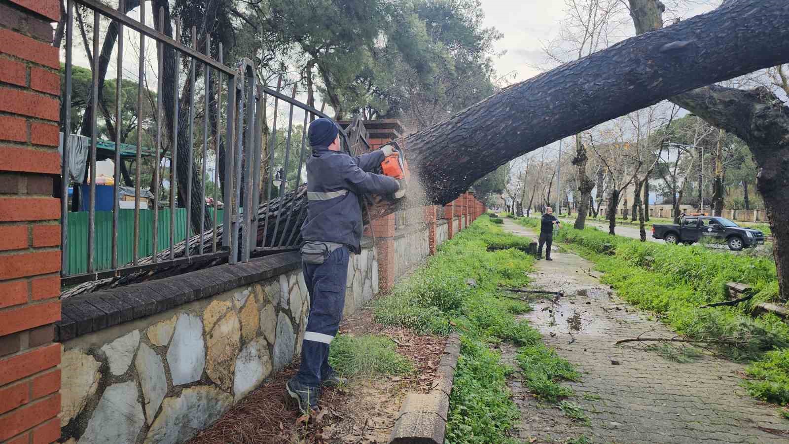 Nazilli’de fırtınayla devrilen dev çam ağacı karayolunu trafiğe kapadı
