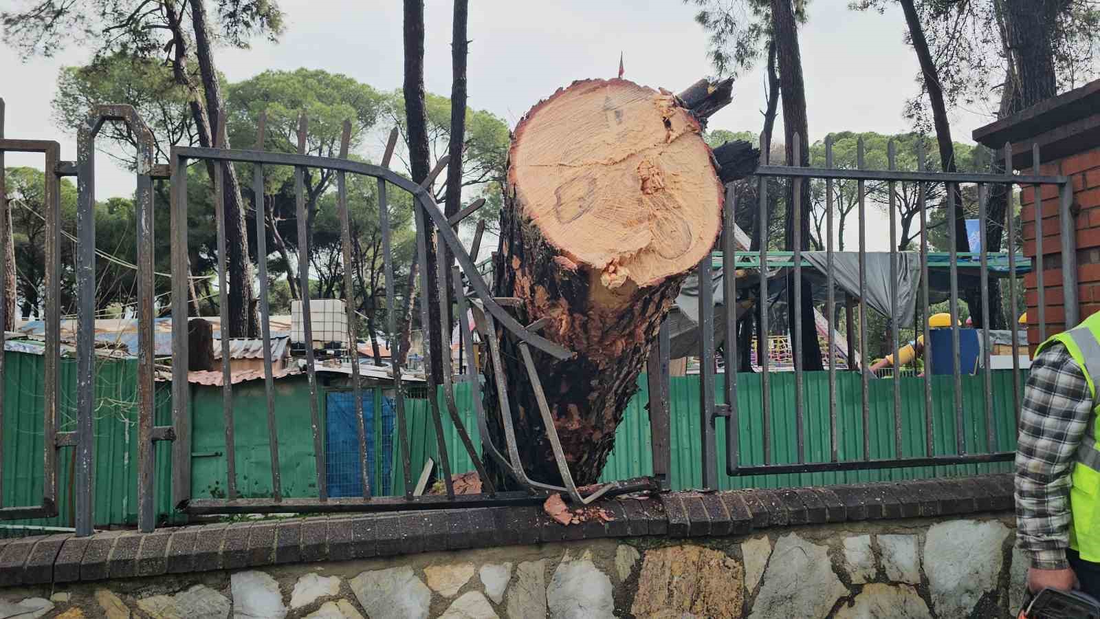 Nazilli’de fırtınayla devrilen dev çam ağacı karayolunu trafiğe kapadı
