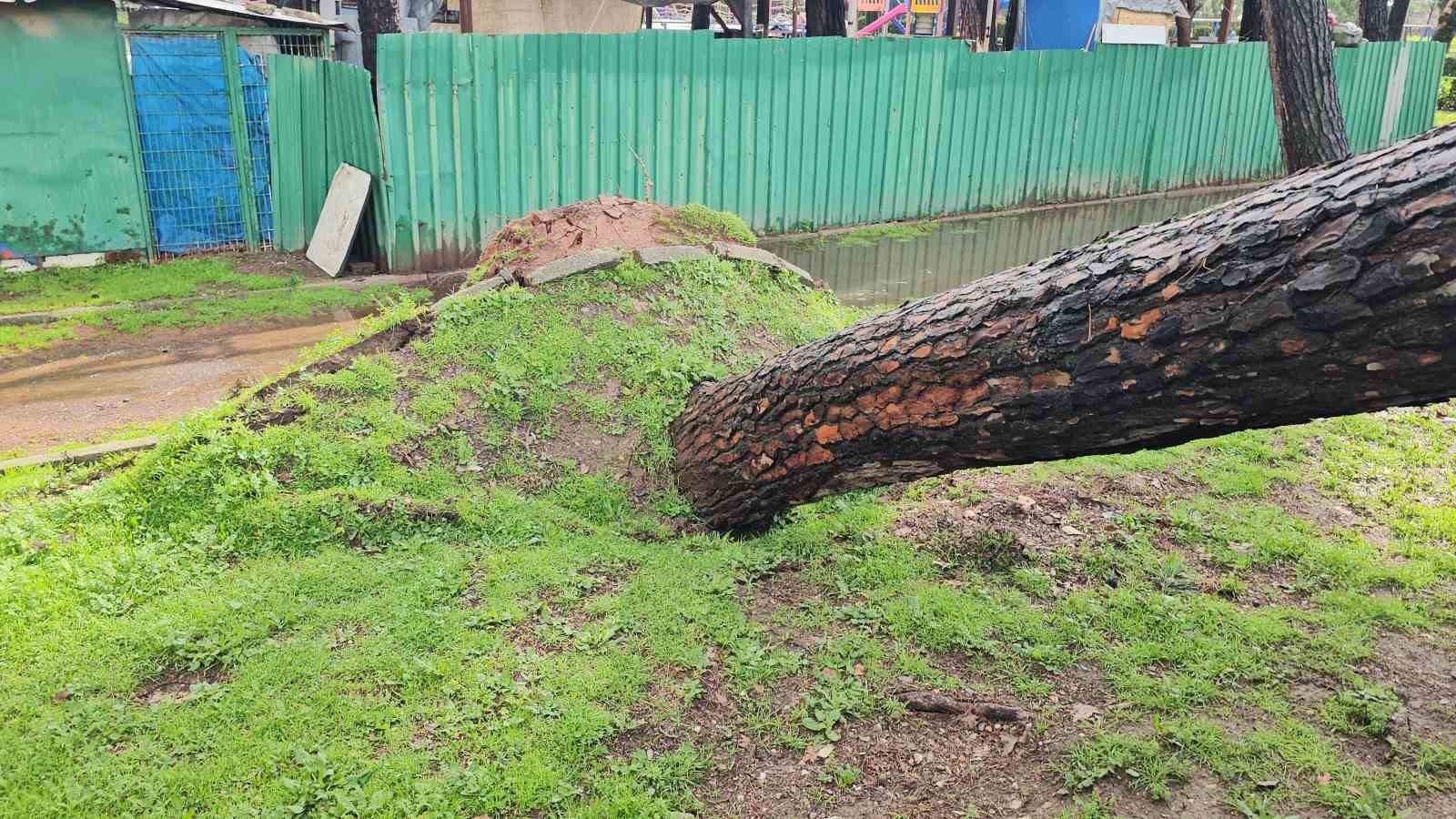 Nazilli’de fırtınayla devrilen dev çam ağacı karayolunu trafiğe kapadı
