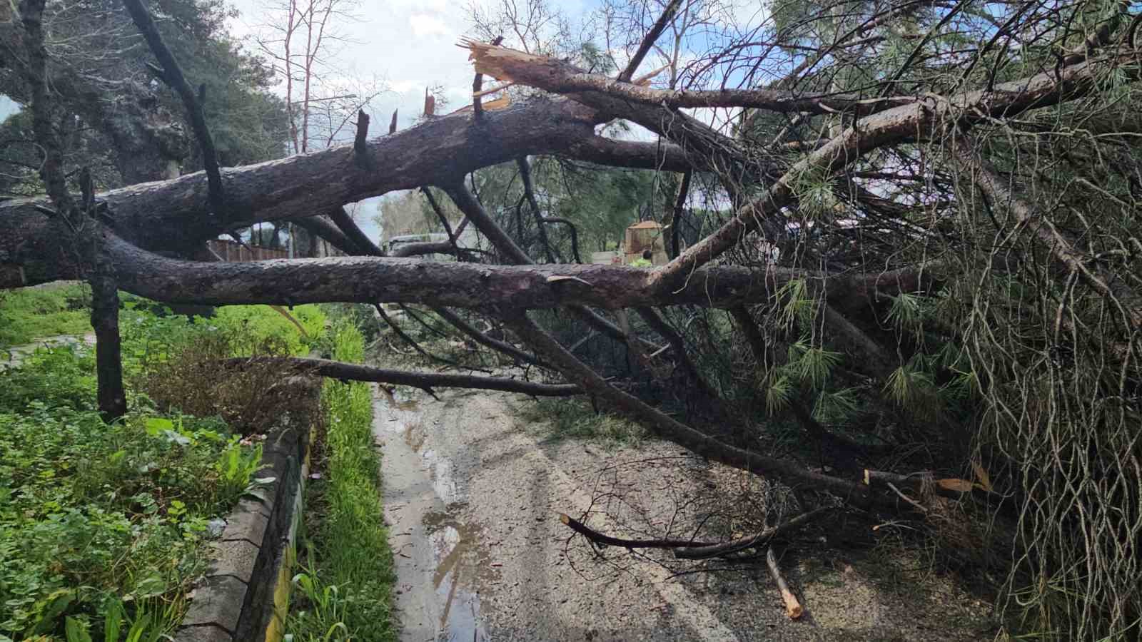 Nazilli’de fırtınayla devrilen dev çam ağacı karayolunu trafiğe kapadı
