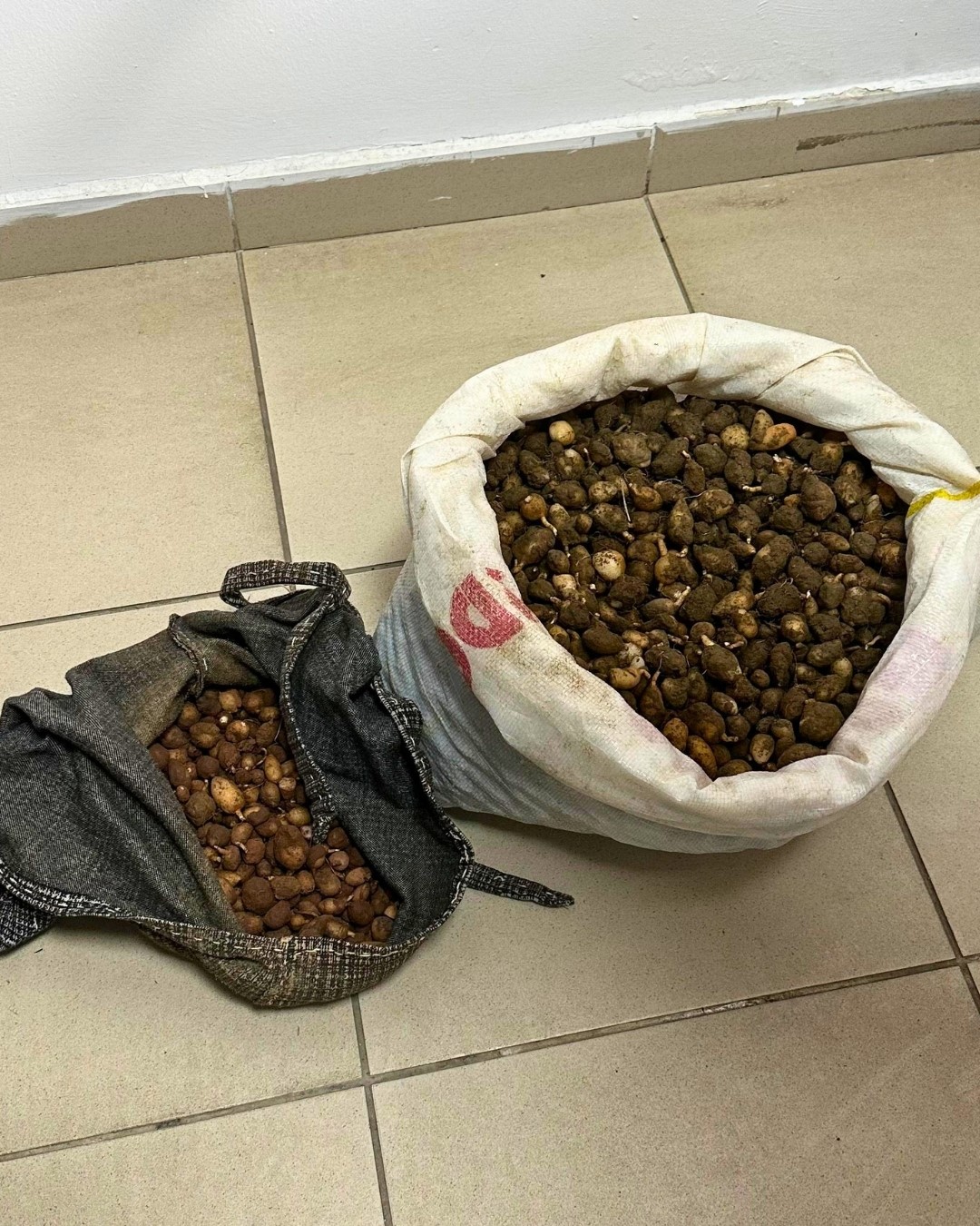 Nesli tehlike altındaki bitkinin yumrularını söken kişiye yarım milyonluk ceza
