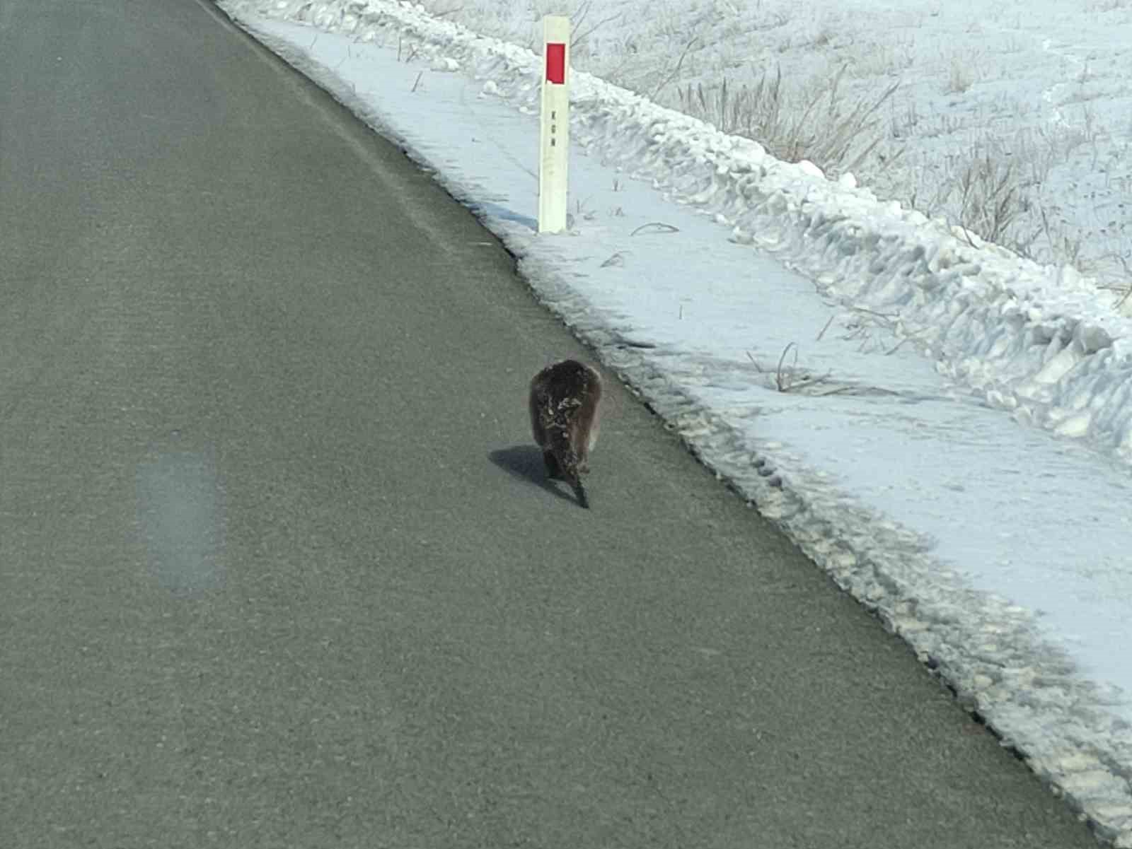 Nesli tehlikede olan su samuru yolunu kaybetti, kara yoluna indi
