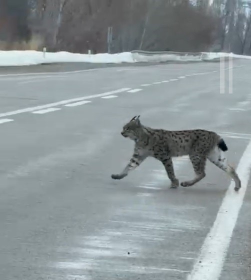 Nesli tükenme tehlikesi altında bulunan iri cüsseli vaşak Bayburt kırsalında görüldü
