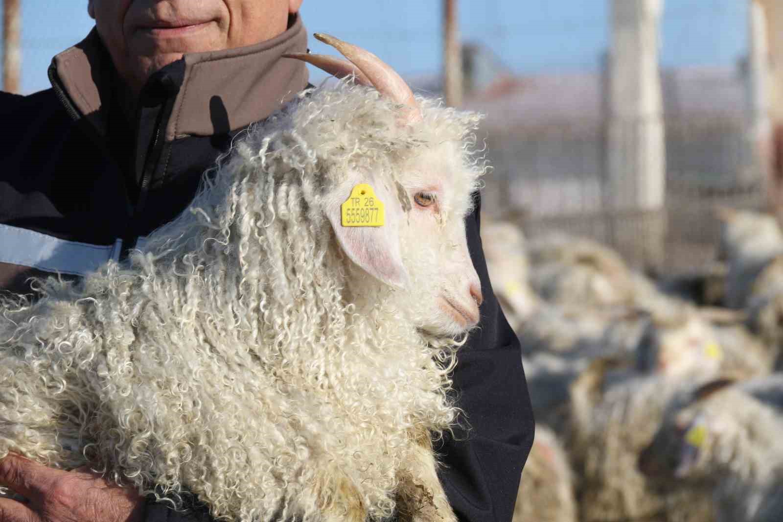 Nesli tükenme tehlikesi altında olan bin 200 Ankara keçisine gözleri gibi bakıyorlar
Nesli tükenme tehlikesi altında olan bin 200 Ankara keçisine gözleri gibi bakıyorlar