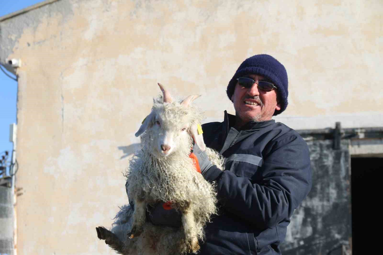 Nesli tükenme tehlikesi altında olan bin 200 Ankara keçisine gözleri gibi bakıyorlar
Nesli tükenme tehlikesi altında olan bin 200 Ankara keçisine gözleri gibi bakıyorlar