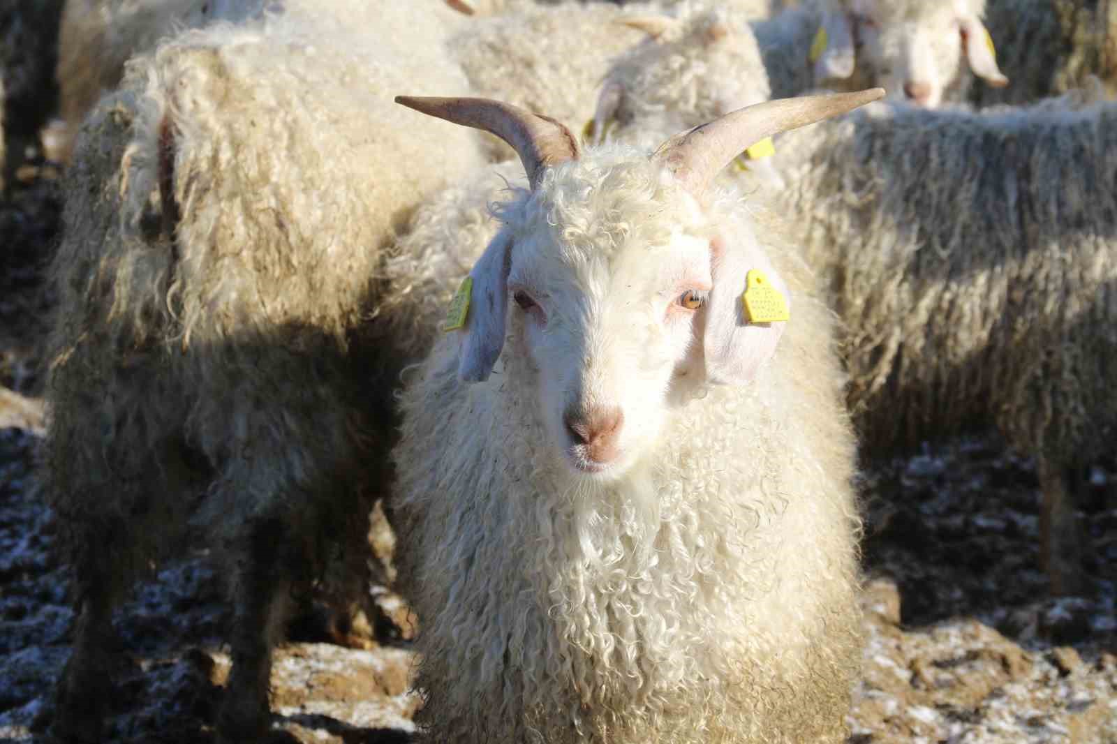 Nesli tükenme tehlikesi altında olan bin 200 Ankara keçisine gözleri gibi bakıyorlar
Nesli tükenme tehlikesi altında olan bin 200 Ankara keçisine gözleri gibi bakıyorlar