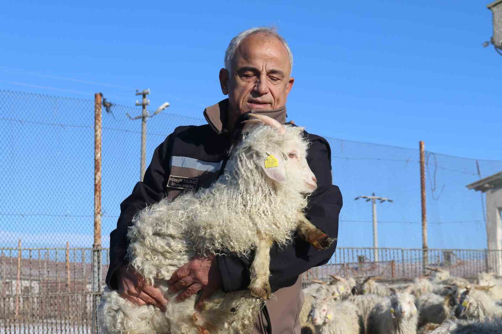 Nesli tükenme tehlikesi altında olan bin 200 Ankara keçisine gözleri gibi bakıyorlar
Nesli tükenme tehlikesi altında olan bin 200 Ankara keçisine gözleri gibi bakıyorlar