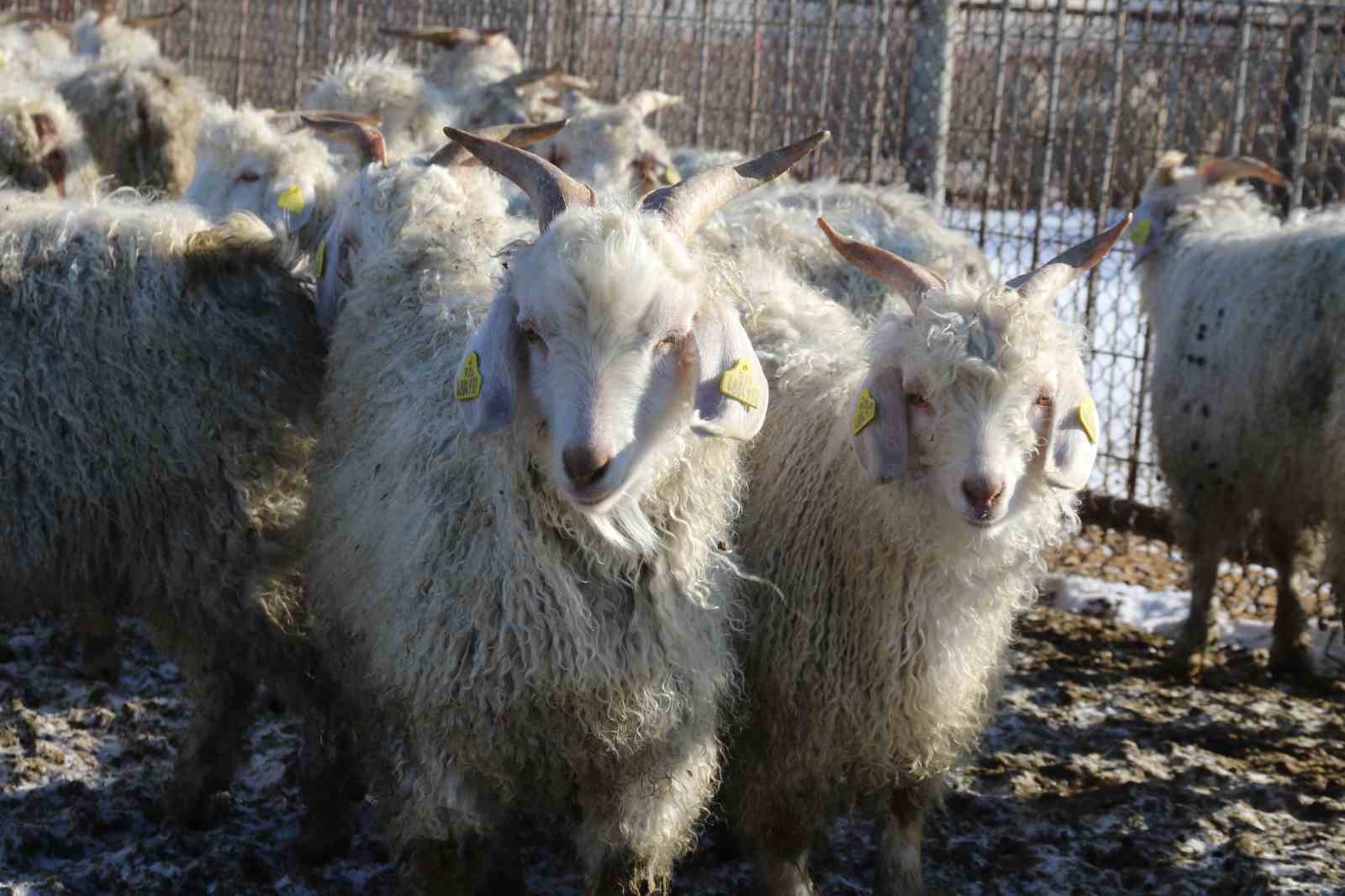Nesli tükenme tehlikesi altında olan bin 200 Ankara keçisine gözleri gibi bakıyorlar
Nesli tükenme tehlikesi altında olan bin 200 Ankara keçisine gözleri gibi bakıyorlar