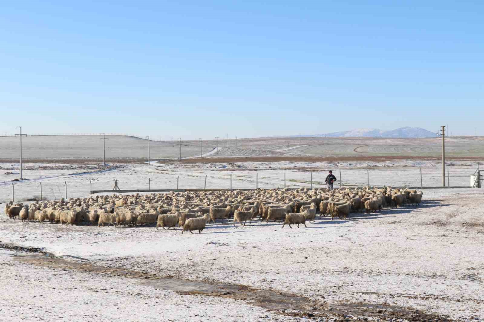 Nesli tükenme tehlikesi altında olan bin 200 Ankara keçisine gözleri gibi bakıyorlar
Nesli tükenme tehlikesi altında olan bin 200 Ankara keçisine gözleri gibi bakıyorlar