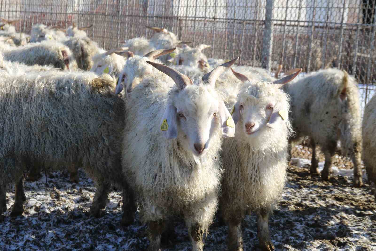 Nesli tükenme tehlikesi altında olan bin 200 Ankara keçisine gözleri gibi bakıyorlar
Nesli tükenme tehlikesi altında olan bin 200 Ankara keçisine gözleri gibi bakıyorlar