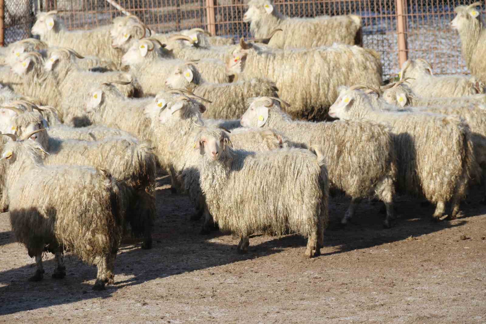 Nesli tükenme tehlikesi altında olan bin 200 Ankara keçisine gözleri gibi bakıyorlar
Nesli tükenme tehlikesi altında olan bin 200 Ankara keçisine gözleri gibi bakıyorlar