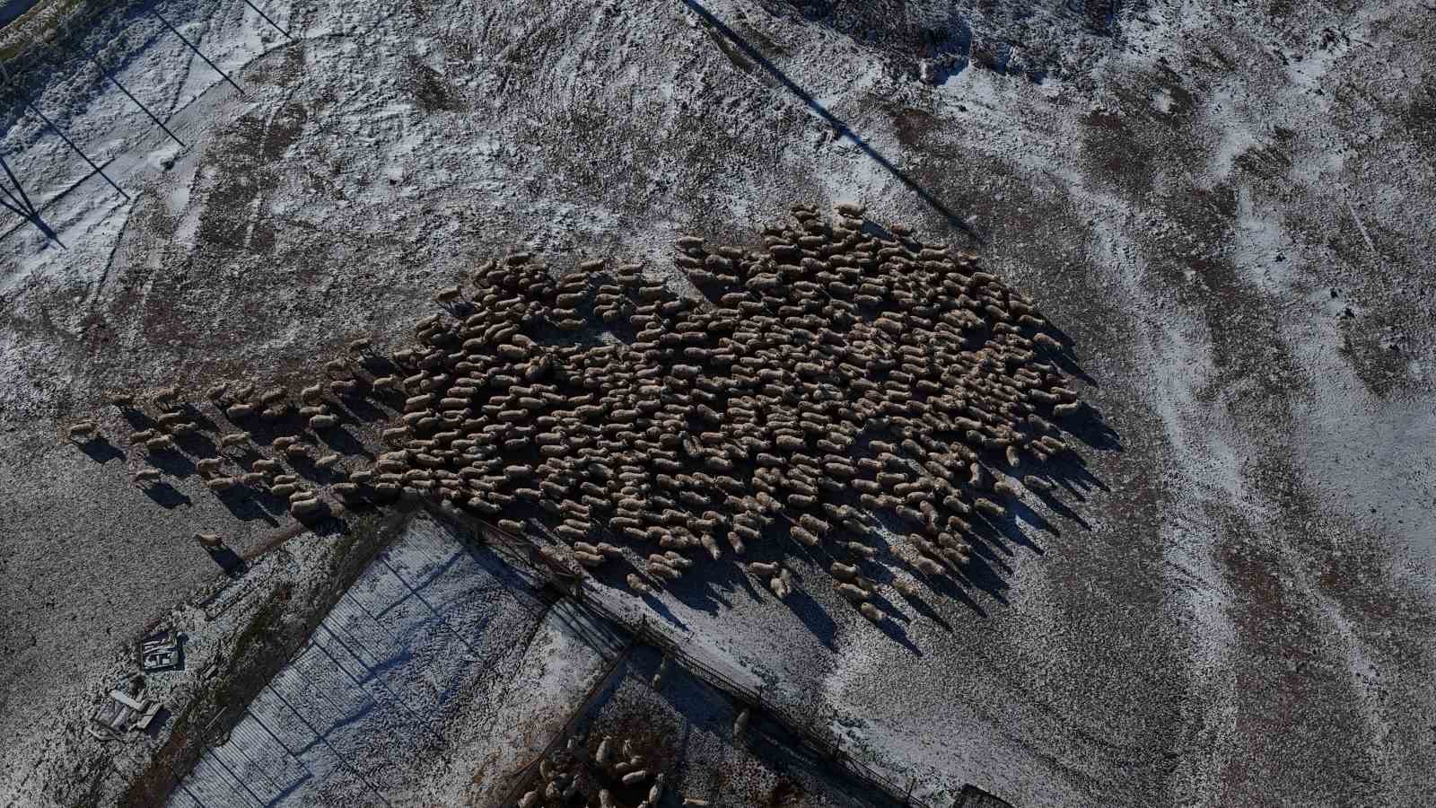 Nesli tükenme tehlikesi altında olan bin 200 Ankara keçisine gözleri gibi bakıyorlar
Nesli tükenme tehlikesi altında olan bin 200 Ankara keçisine gözleri gibi bakıyorlar