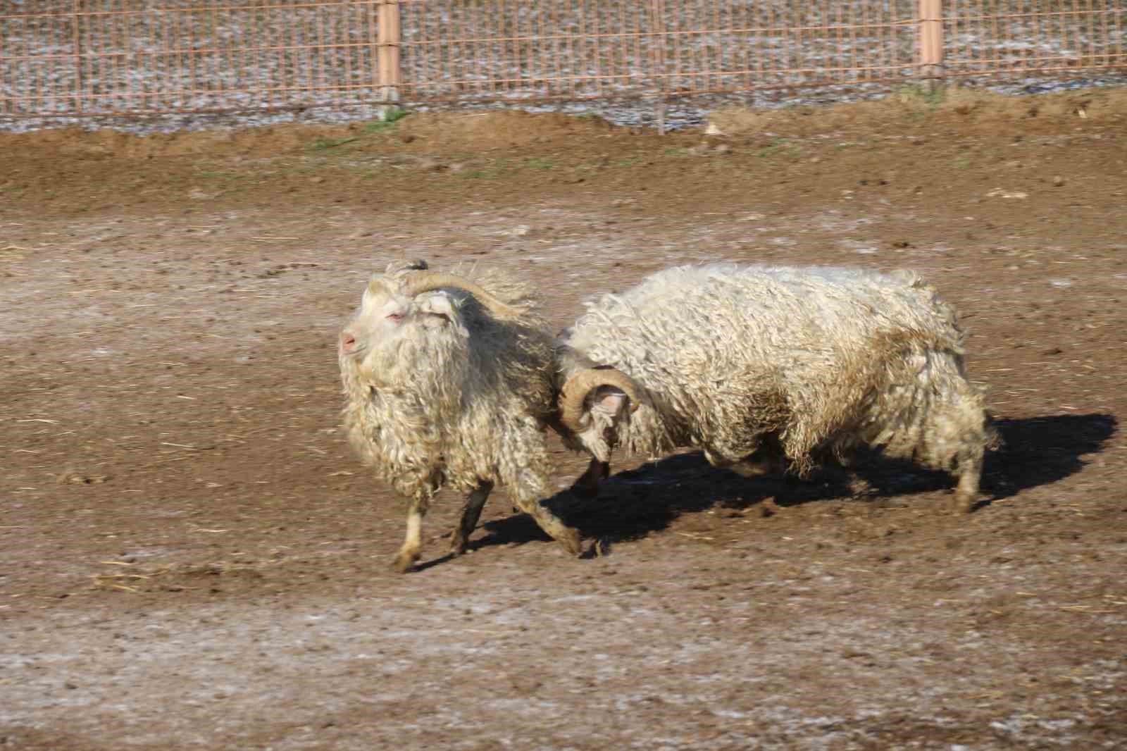 Nesli tükenme tehlikesi altında olan bin 200 Ankara keçisine gözleri gibi bakıyorlar
Nesli tükenme tehlikesi altında olan bin 200 Ankara keçisine gözleri gibi bakıyorlar