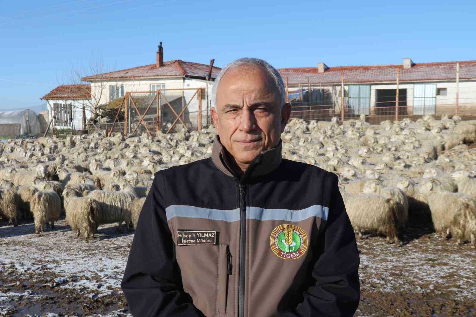 Nesli tükenme tehlikesi altında olan bin 200 Ankara keçisine gözleri gibi bakıyorlar
Nesli tükenme tehlikesi altında olan bin 200 Ankara keçisine gözleri gibi bakıyorlar