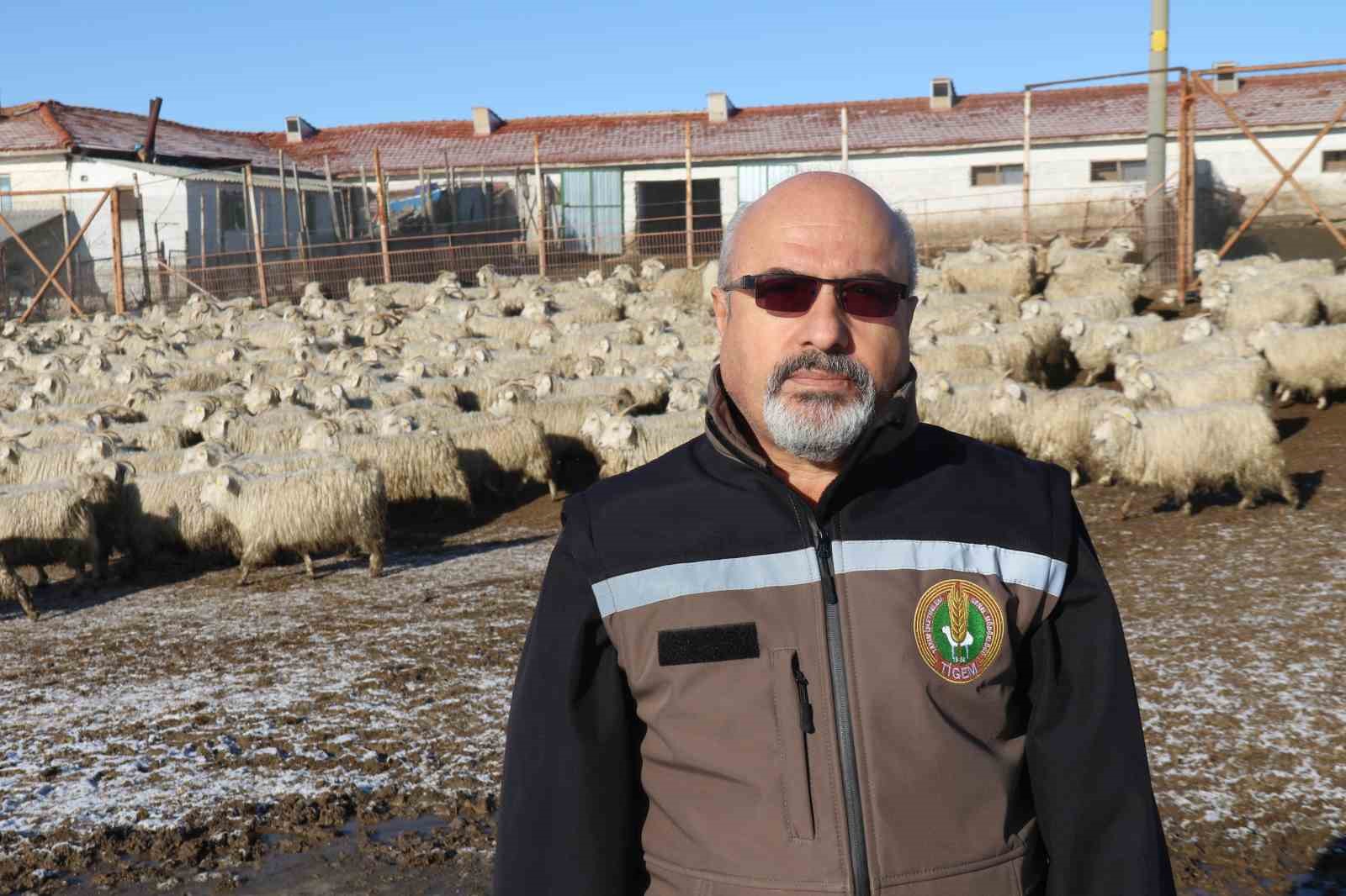 Nesli tükenme tehlikesi altında olan bin 200 Ankara keçisine gözleri gibi bakıyorlar
Nesli tükenme tehlikesi altında olan bin 200 Ankara keçisine gözleri gibi bakıyorlar