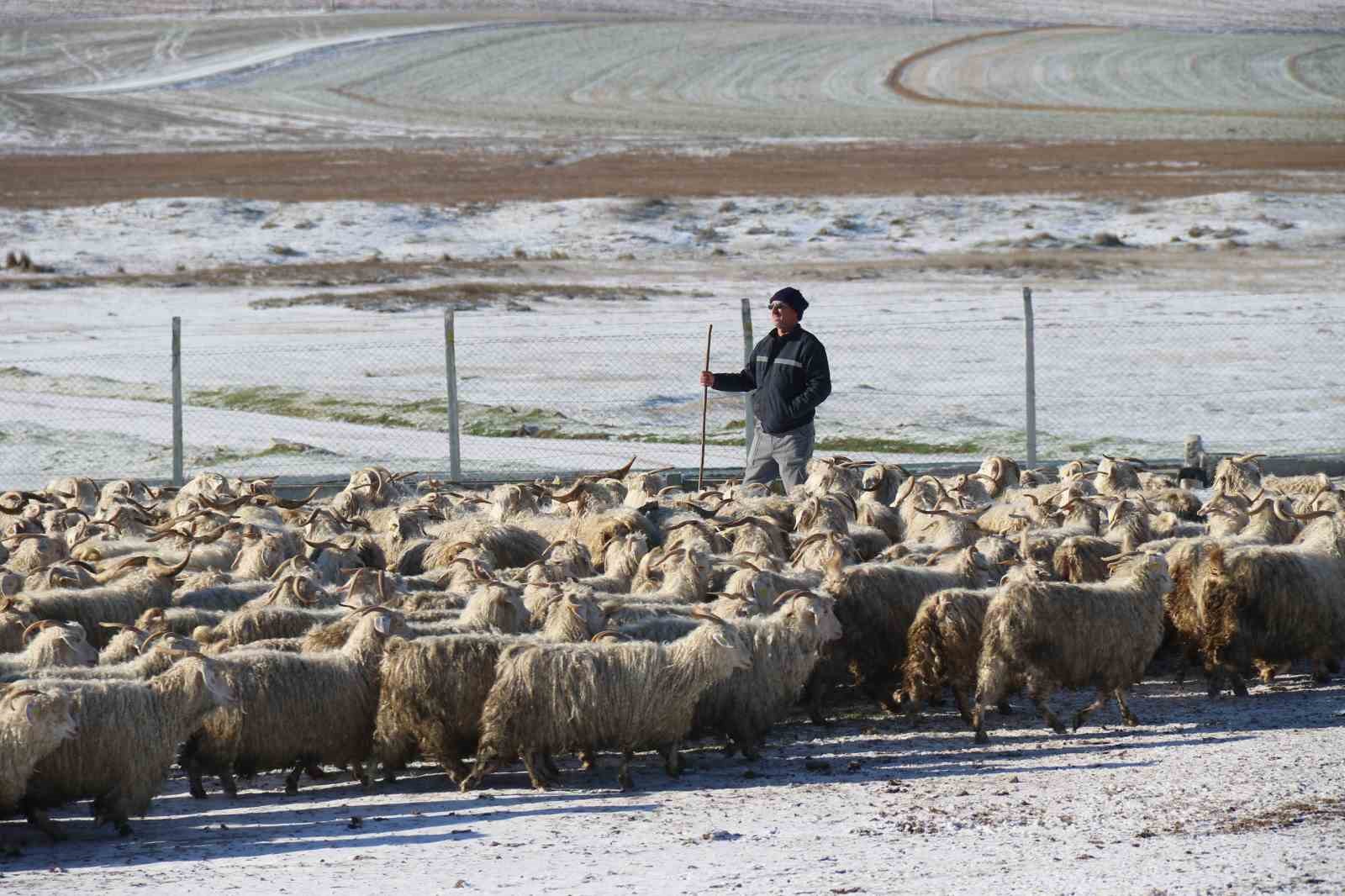 Nesli tükenme tehlikesi altında olan bin 200 Ankara keçisine gözleri gibi bakıyorlar
Nesli tükenme tehlikesi altında olan bin 200 Ankara keçisine gözleri gibi bakıyorlar