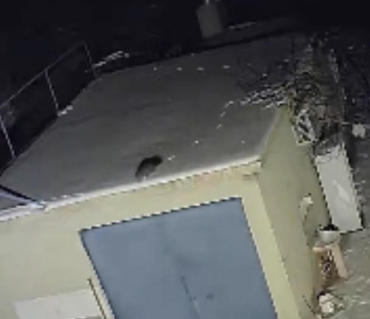 Nesli tükenme tehlikesi altında olan sansar görüntülendi
