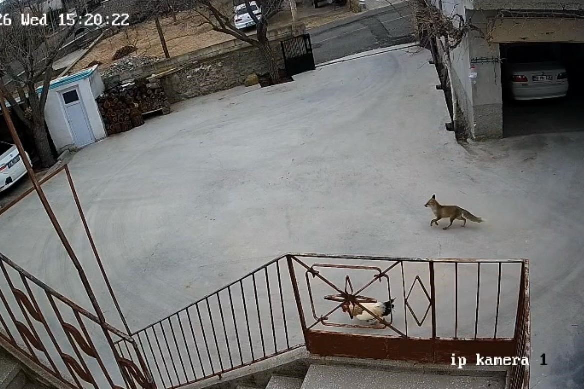 Nevşehir’de aç kalan tilki tavuklara saldırdı
