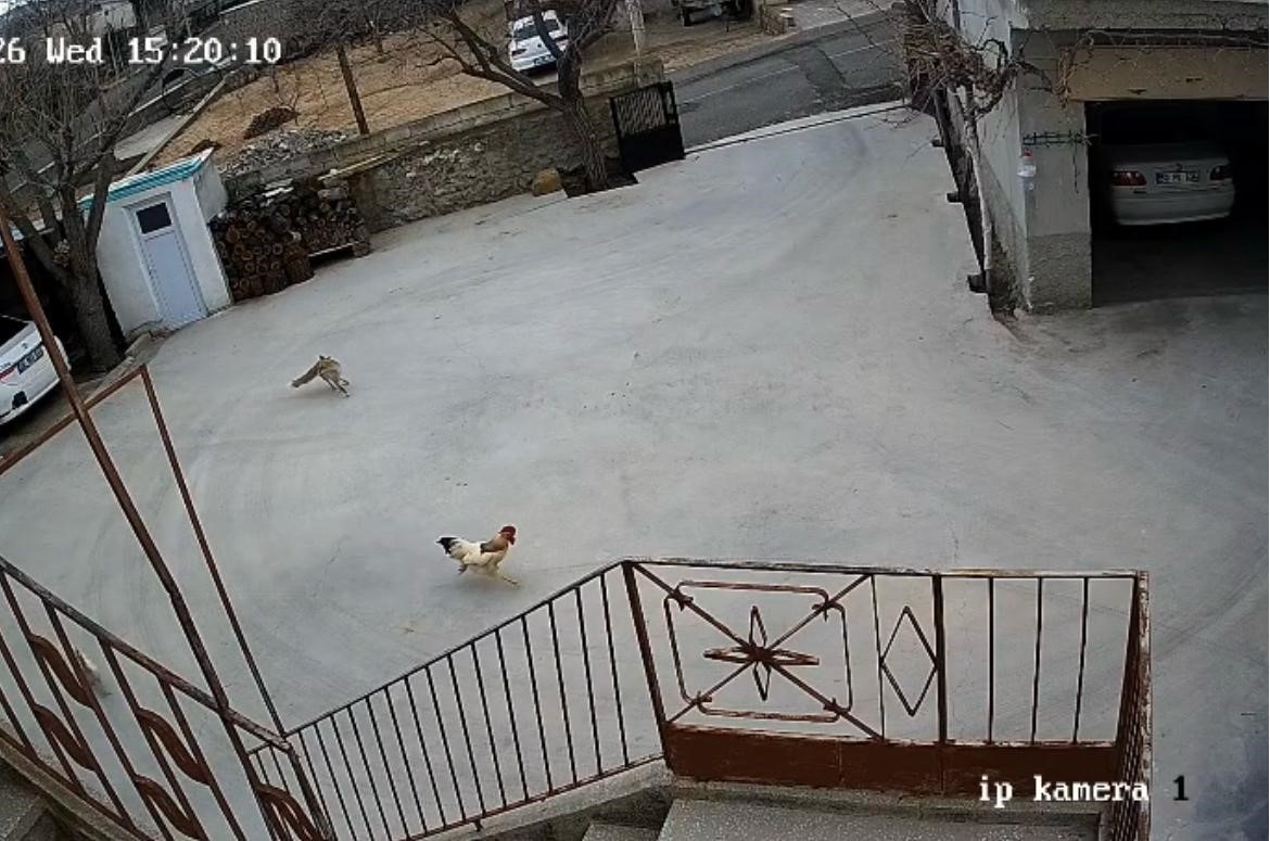 Nevşehir’de aç kalan tilki tavuklara saldırdı
