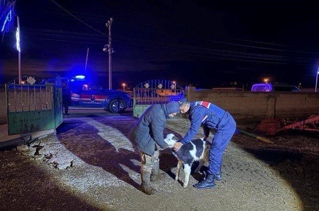 Nevşehir’de büyükbaş hayvan hırsızları jandarmadan kaçamadı
