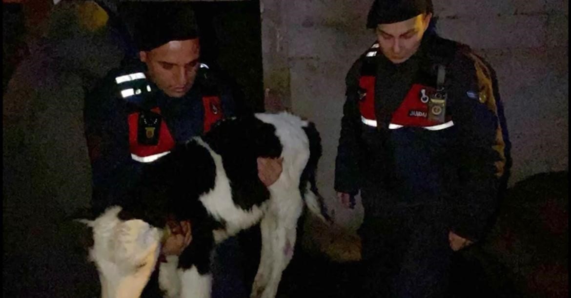 Nevşehir’de büyükbaş hayvan hırsızları jandarmadan kaçamadı
