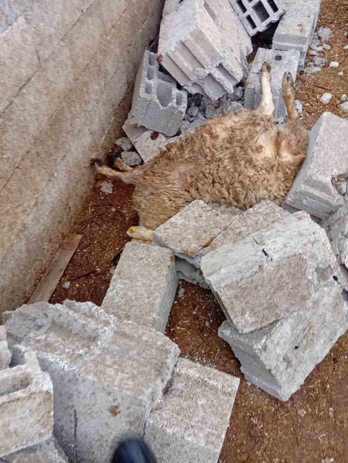 Nevşehir’de fırtına ağıl ve mandırayı vurdu: 12 koyun telef oldu
