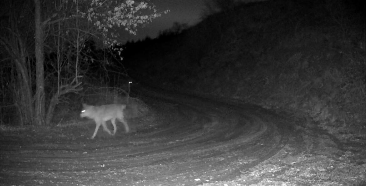Nevşehir’de yaban hayatı fotokapan ile görüntülendi
