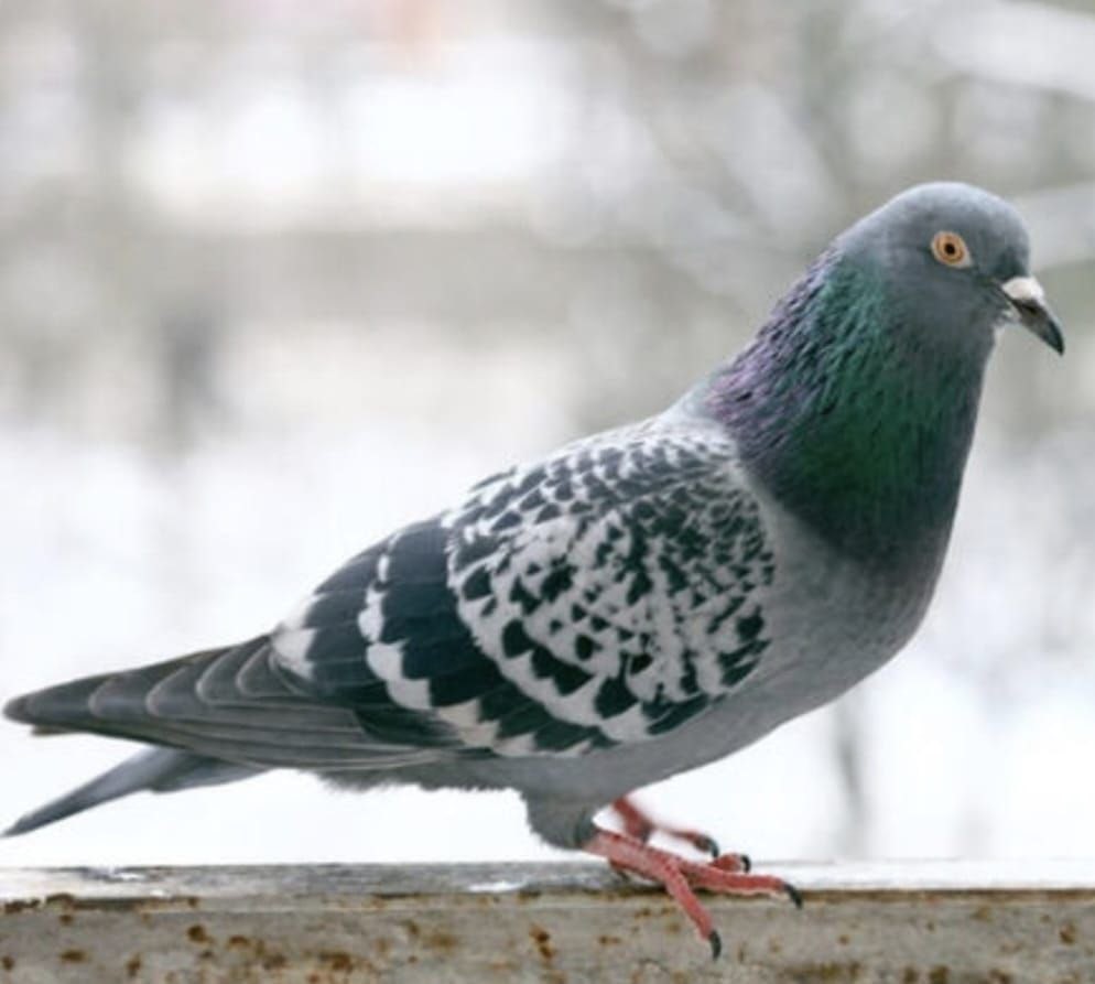 O anlar kamerada: Kasklı şüpheli damdaki kuşları çaldı
